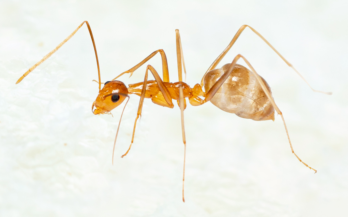 Yellow Crazy Ants Information Stall image