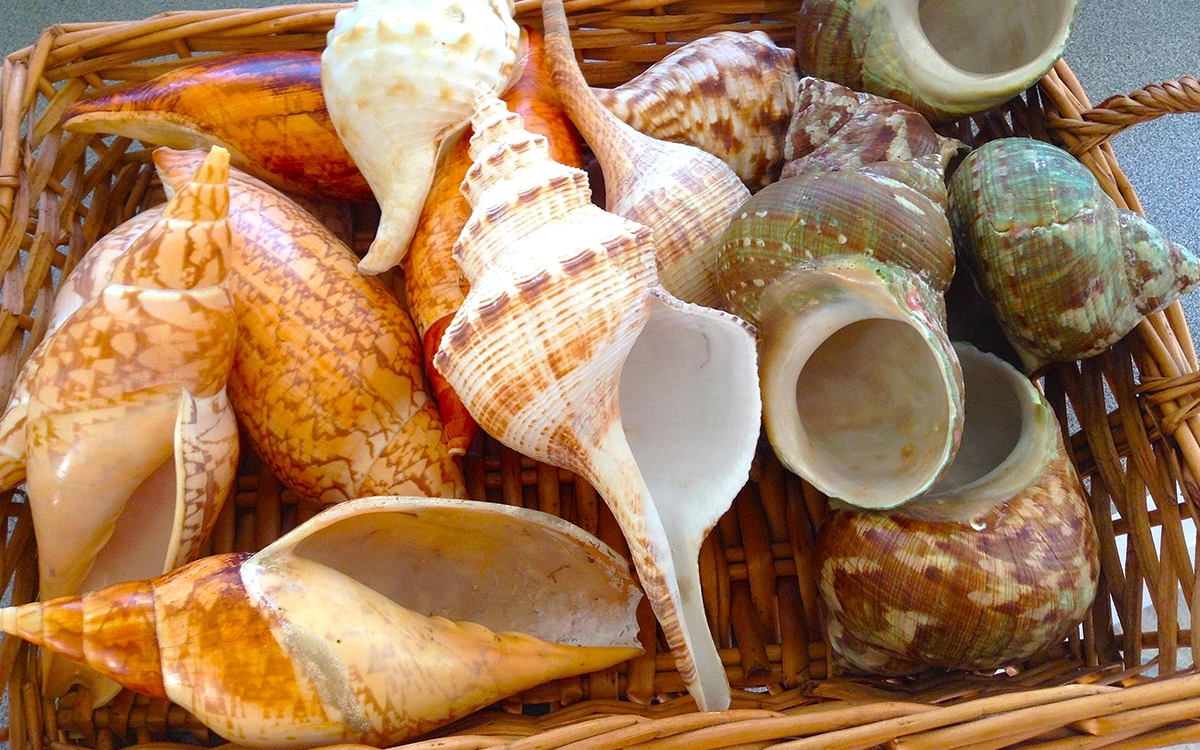 Shell Show