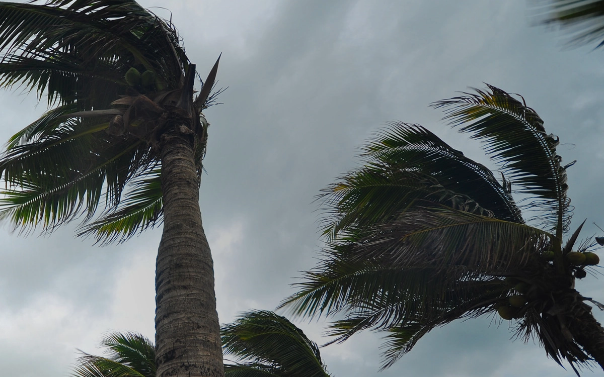 Palm trees in the wind