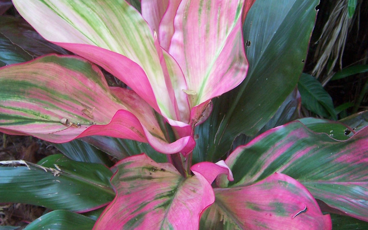 A plant
