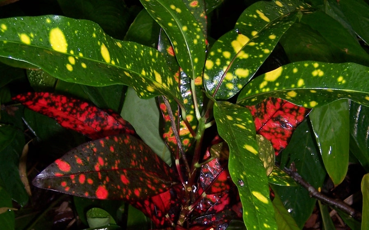 A plant