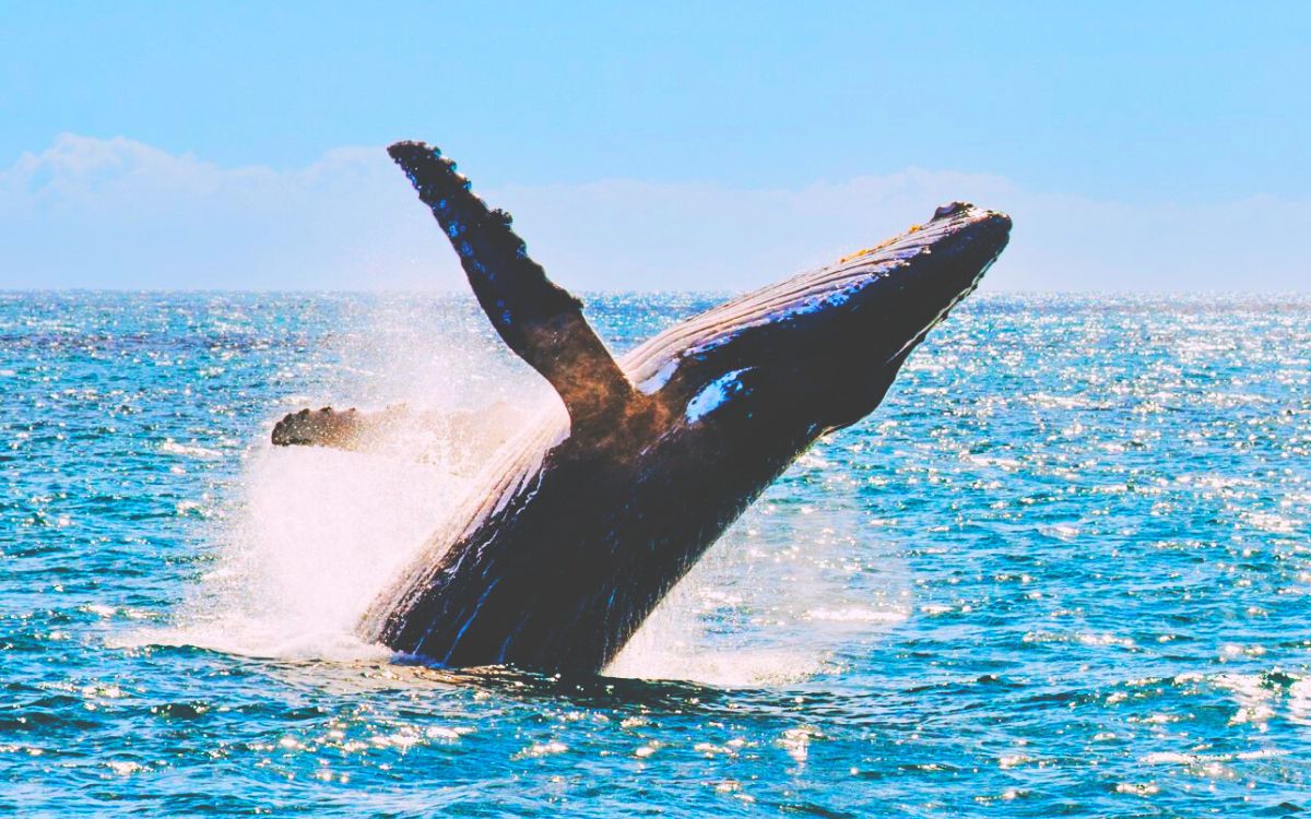 Whale Watching Tour image