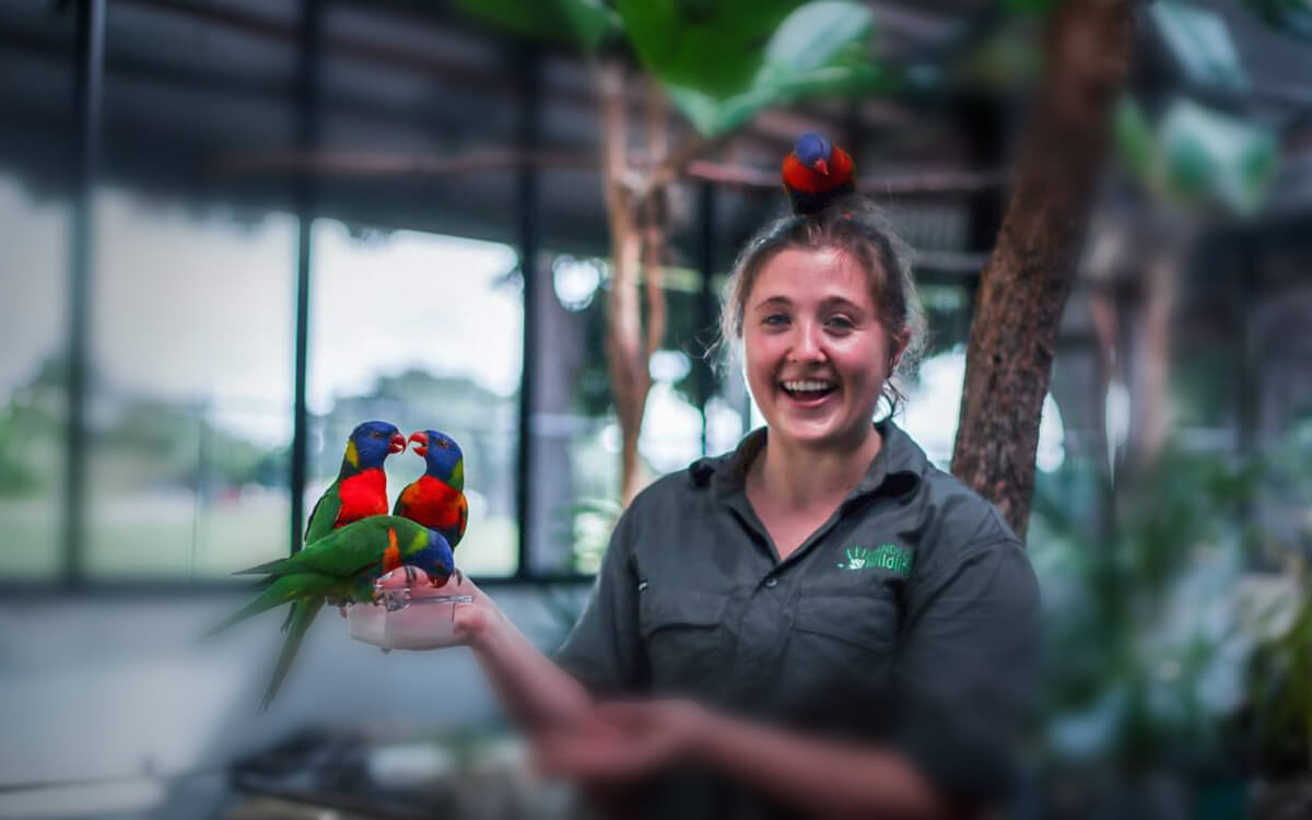 A Hands on Wildlife staff member holding rainbow lorikeets