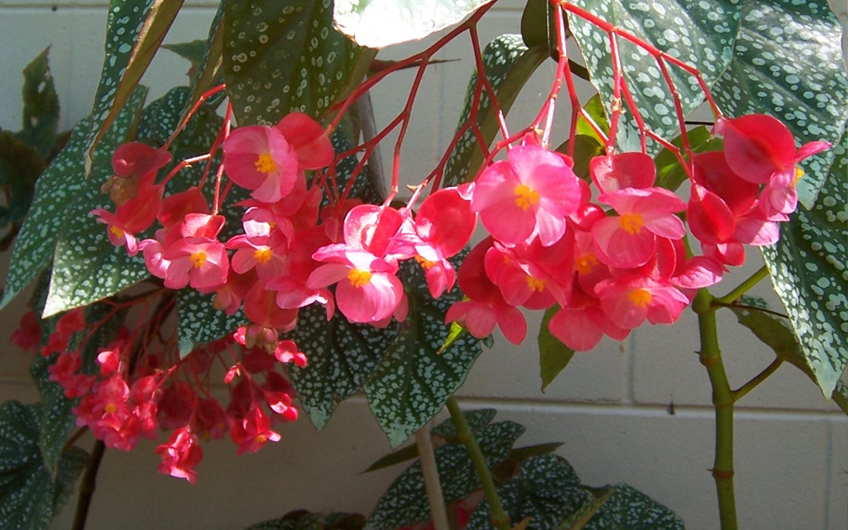 A begonia