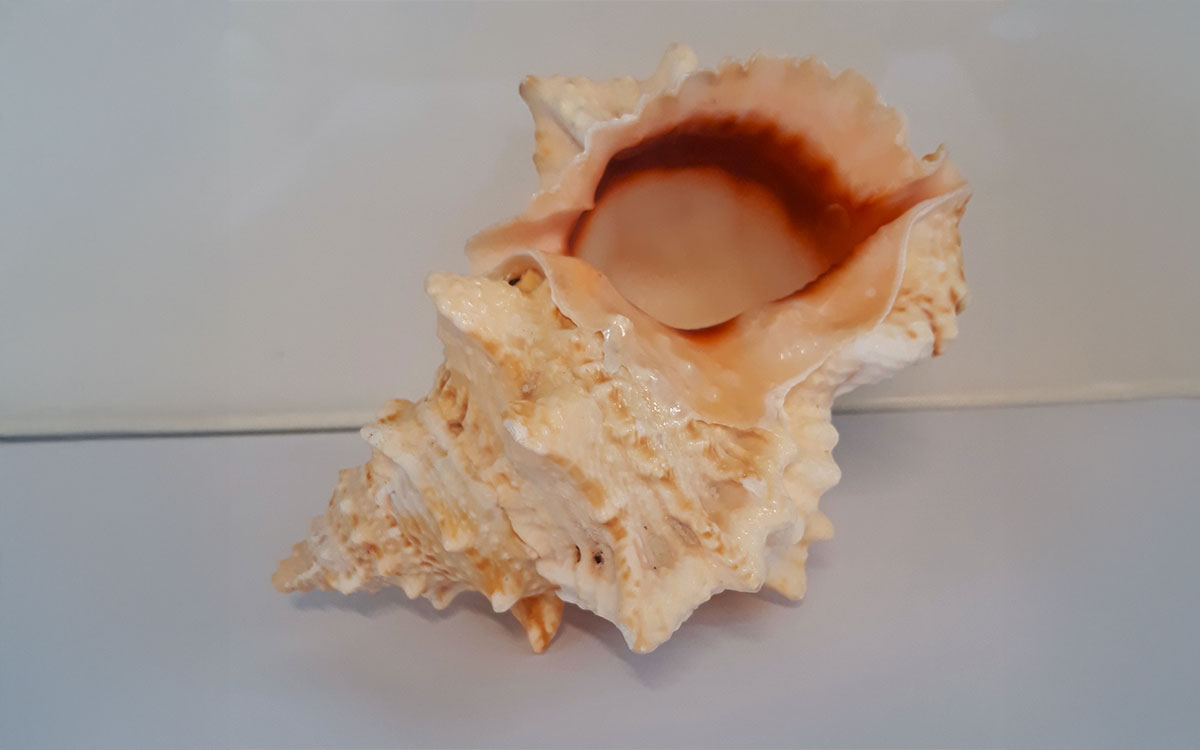 Large shell on display