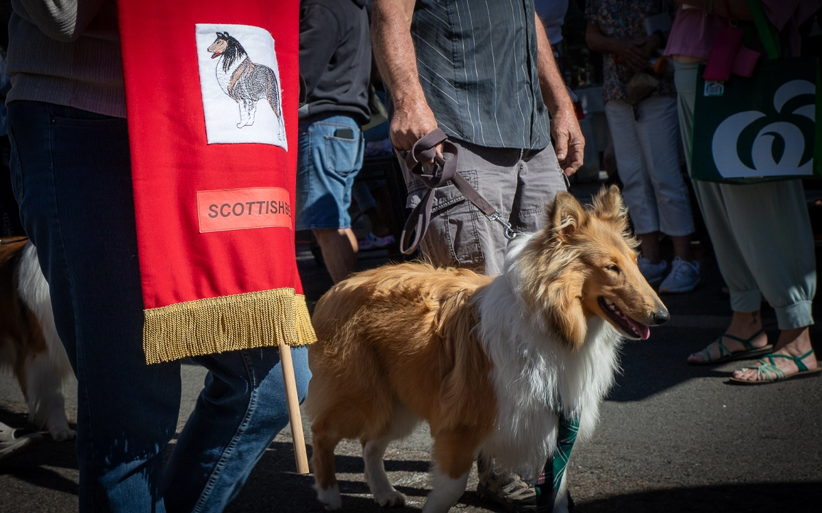 A Scottish dog