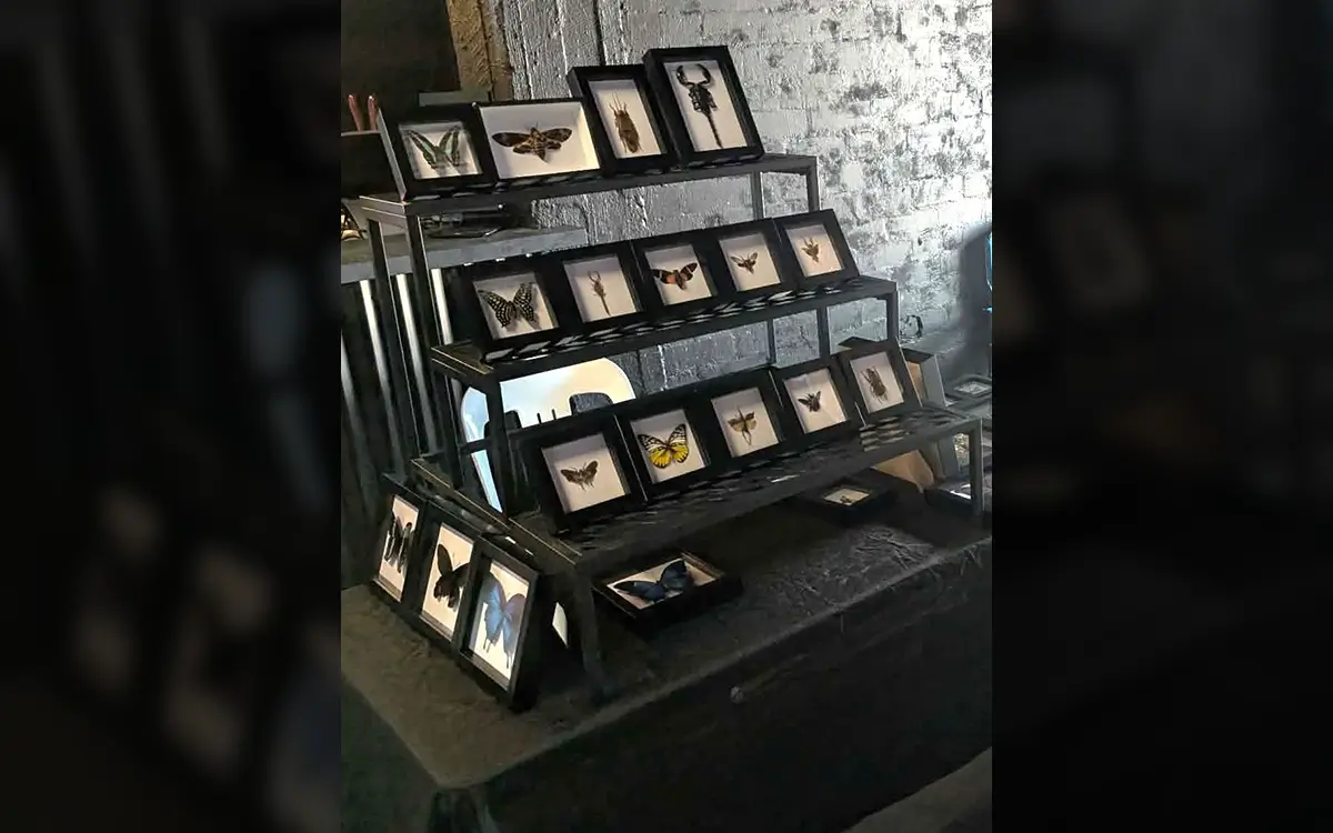 Framed butterflies