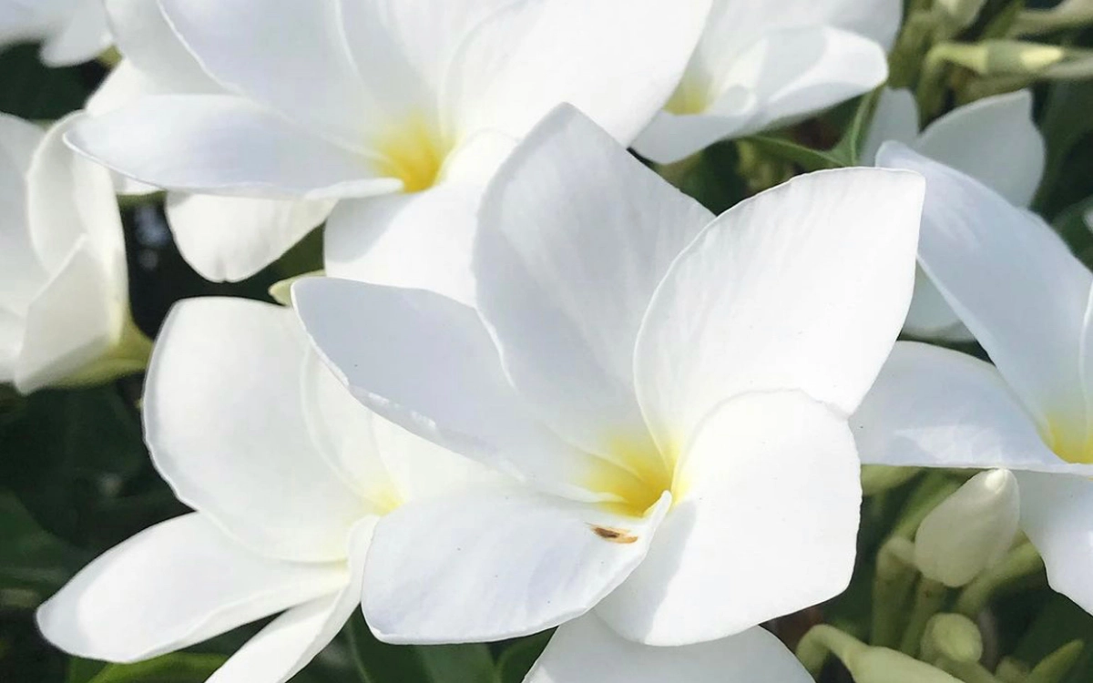 Frangipani flowers