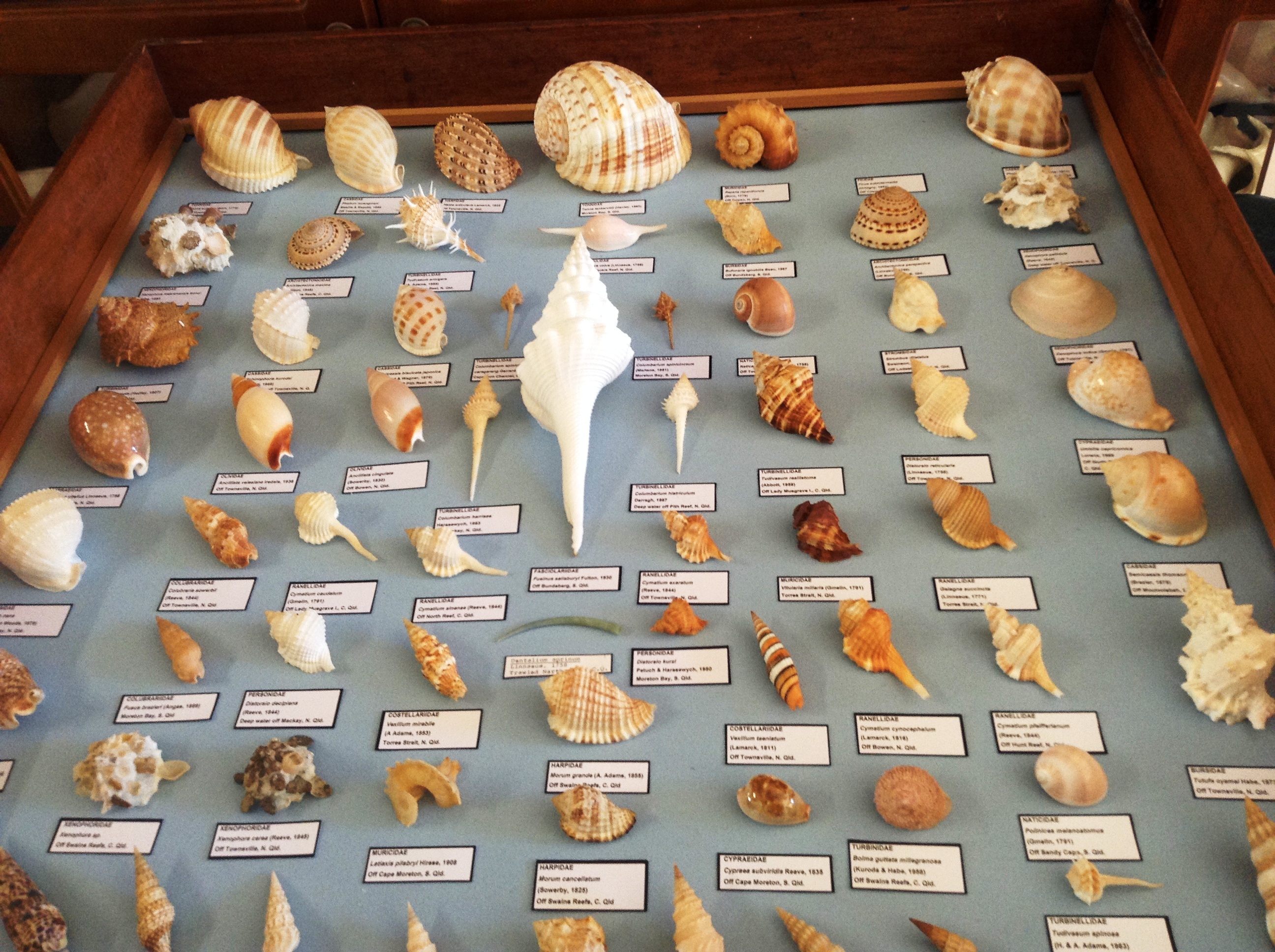 Townsville Annual Shell Show image