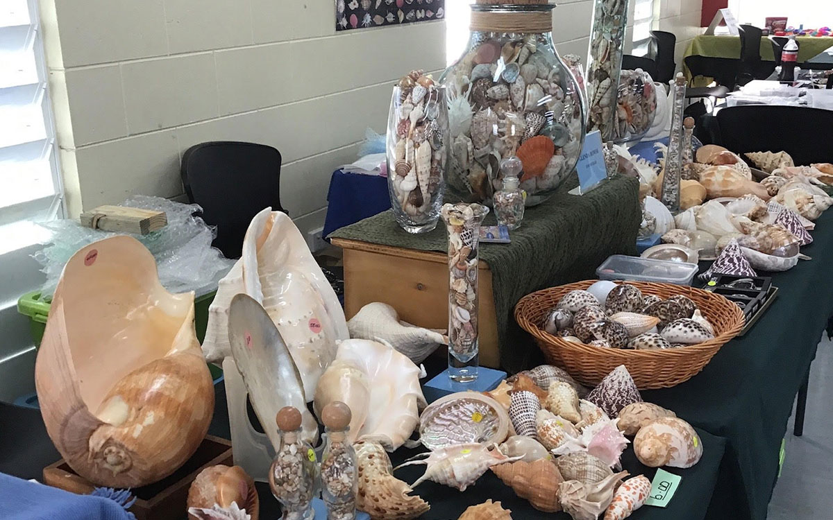 Shells displayed on a table