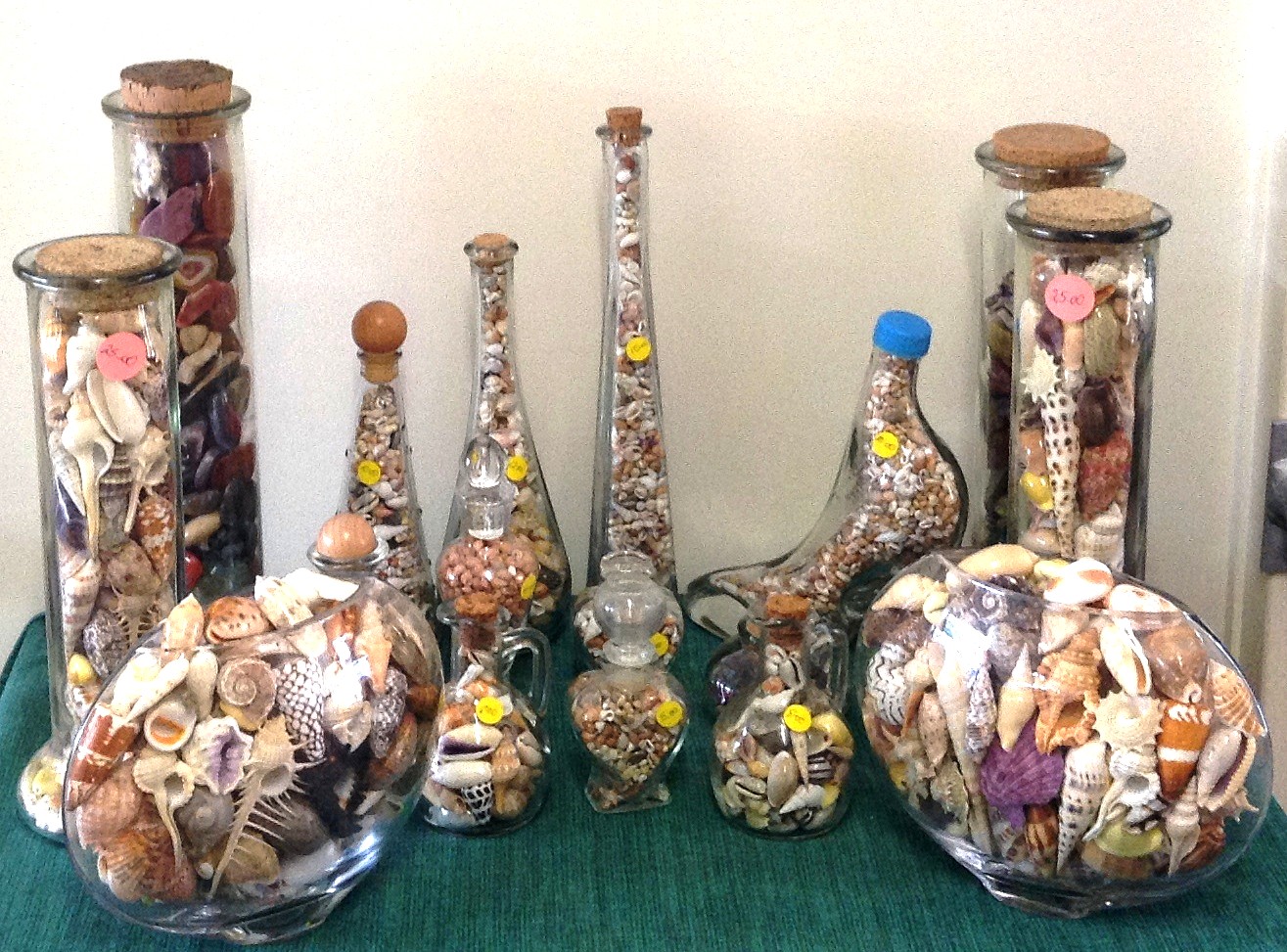 Townsville Annual Shell Show image