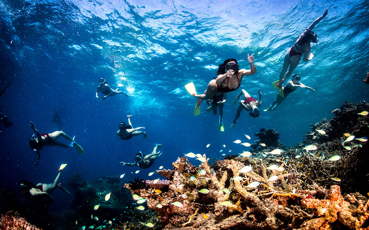 People snorkelling near coral