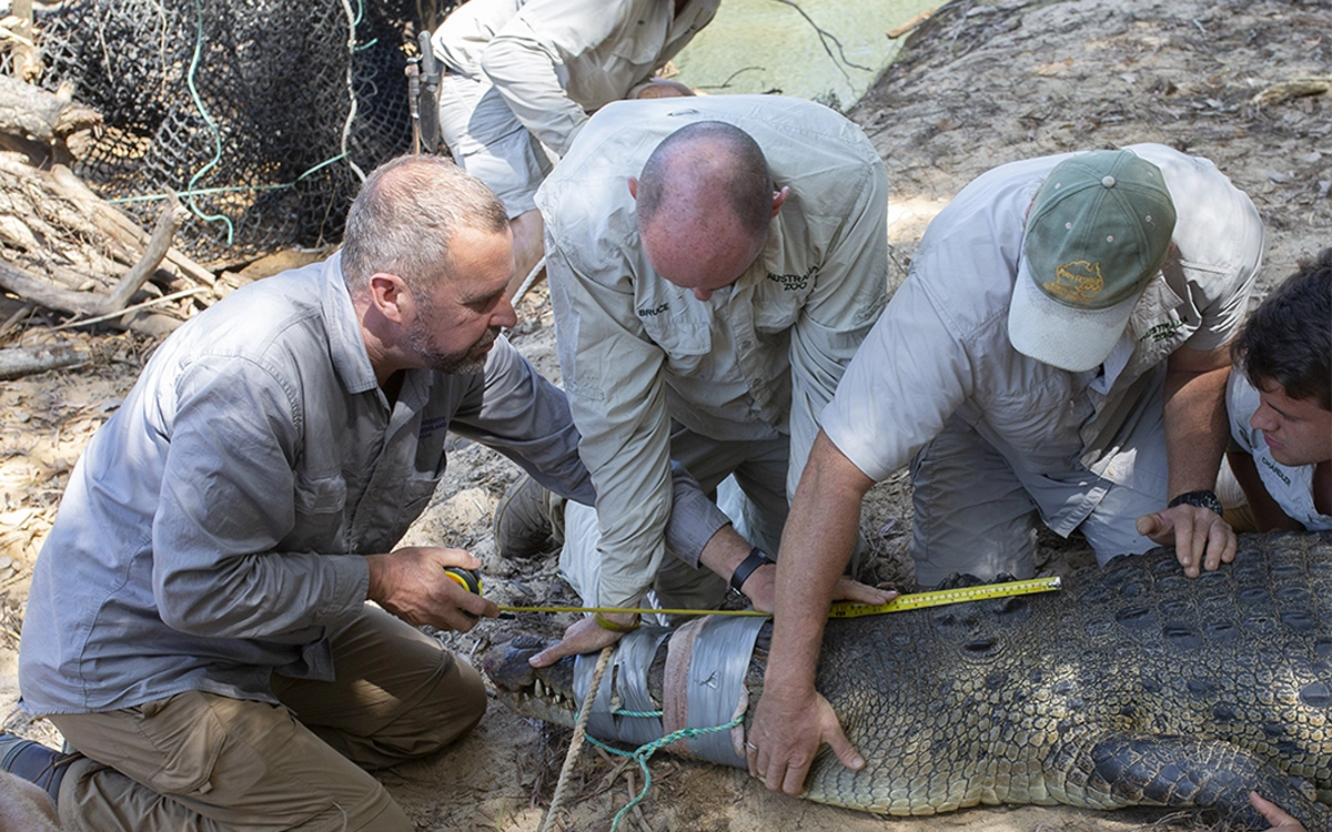People measuring a crocodile