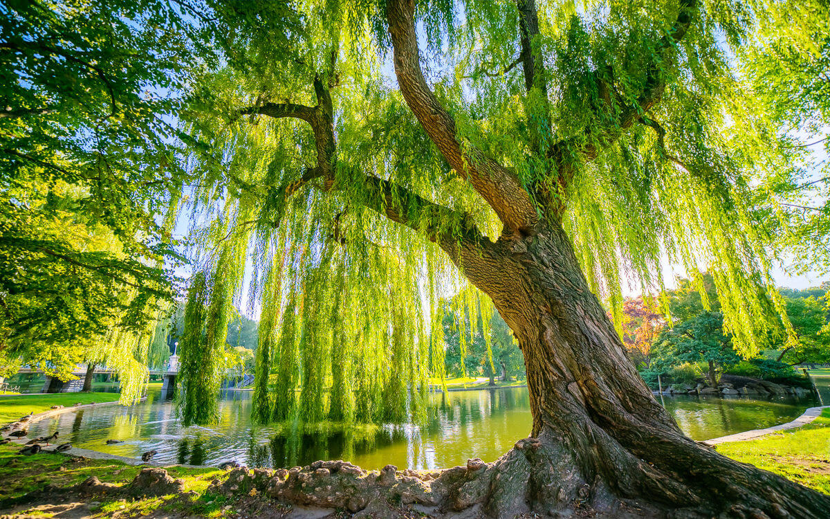 Willow tree and duck pond